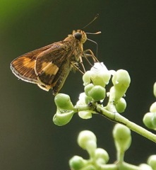 Oriens paragola