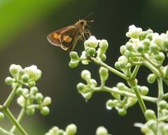 Oriens paragola