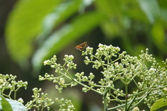 Oriens paragola