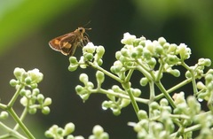 Oriens paragola