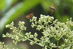 Oriens paragola
