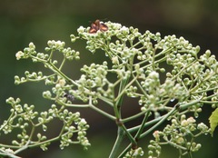 Oriens paragola