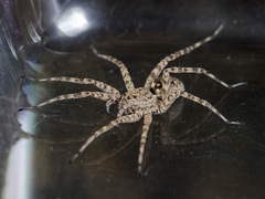 Pardosa nebulosa