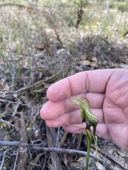 Pterostylis barbata