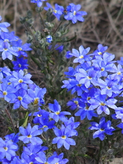 Dampiera linearis