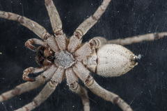 Pardosa nebulosa