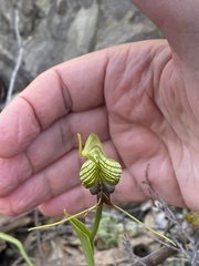 Pterostylis barbata