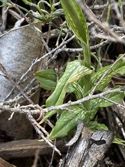 Pterostylis barbata