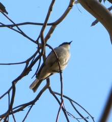 Melithreptus