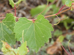 Vitis ruggerii