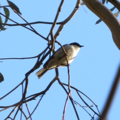Melithreptus