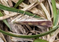 Oncocera semirubella