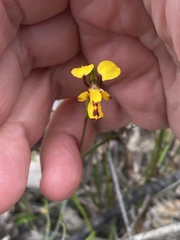 Diuris laxiflora