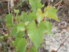 Vitis ruggerii