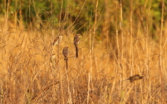 Lanius corvinus