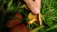 Gymnopilus aeruginosus