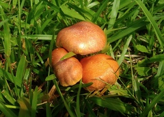 Gymnopilus aeruginosus