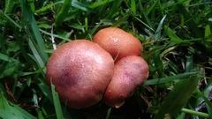 Gymnopilus aeruginosus
