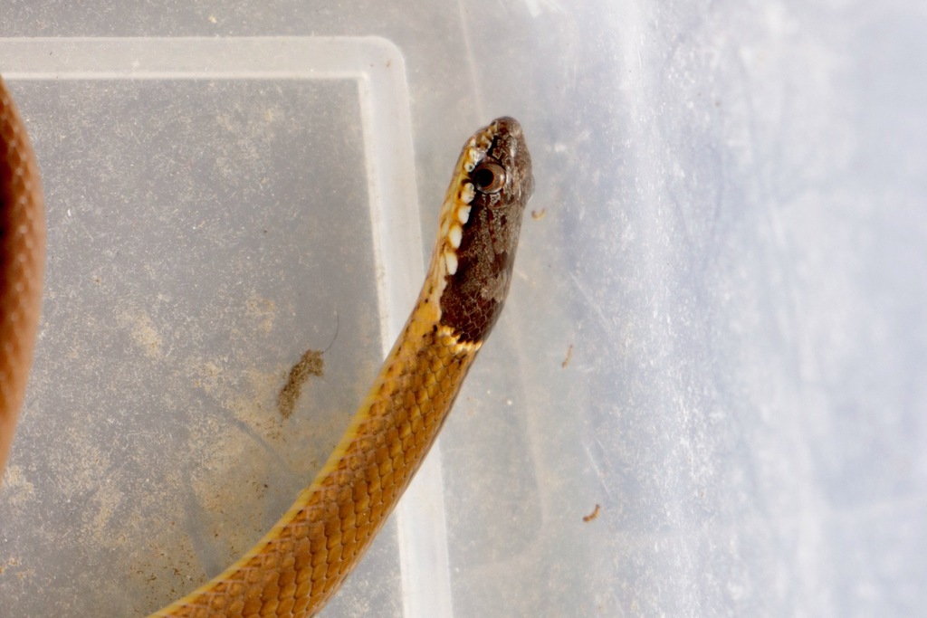 Collared Black-headed Snake from Godawari, Nepal on September 16, 2020 ...