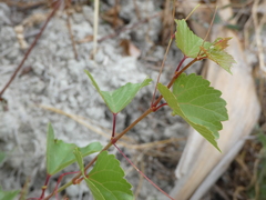 Vitis ruggerii