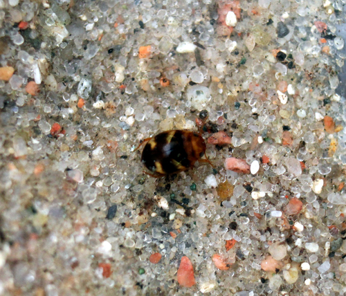 Hydrovatus cuspidatus