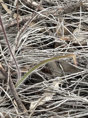 Caladenia polychroma