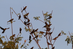 Bubalornis albirostris