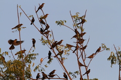 Bubalornis albirostris