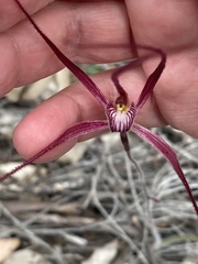 Caladenia polychroma