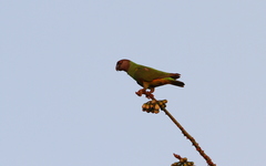 Poicephalus senegalus