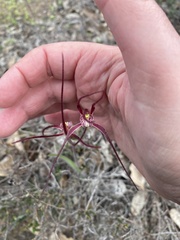 Caladenia footeana