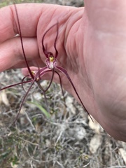 Caladenia footeana