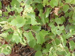 Vitis ruggerii
