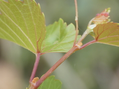 Vitis ruggerii