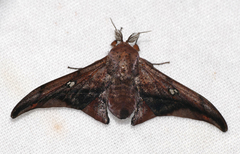 Gonogramma gaia