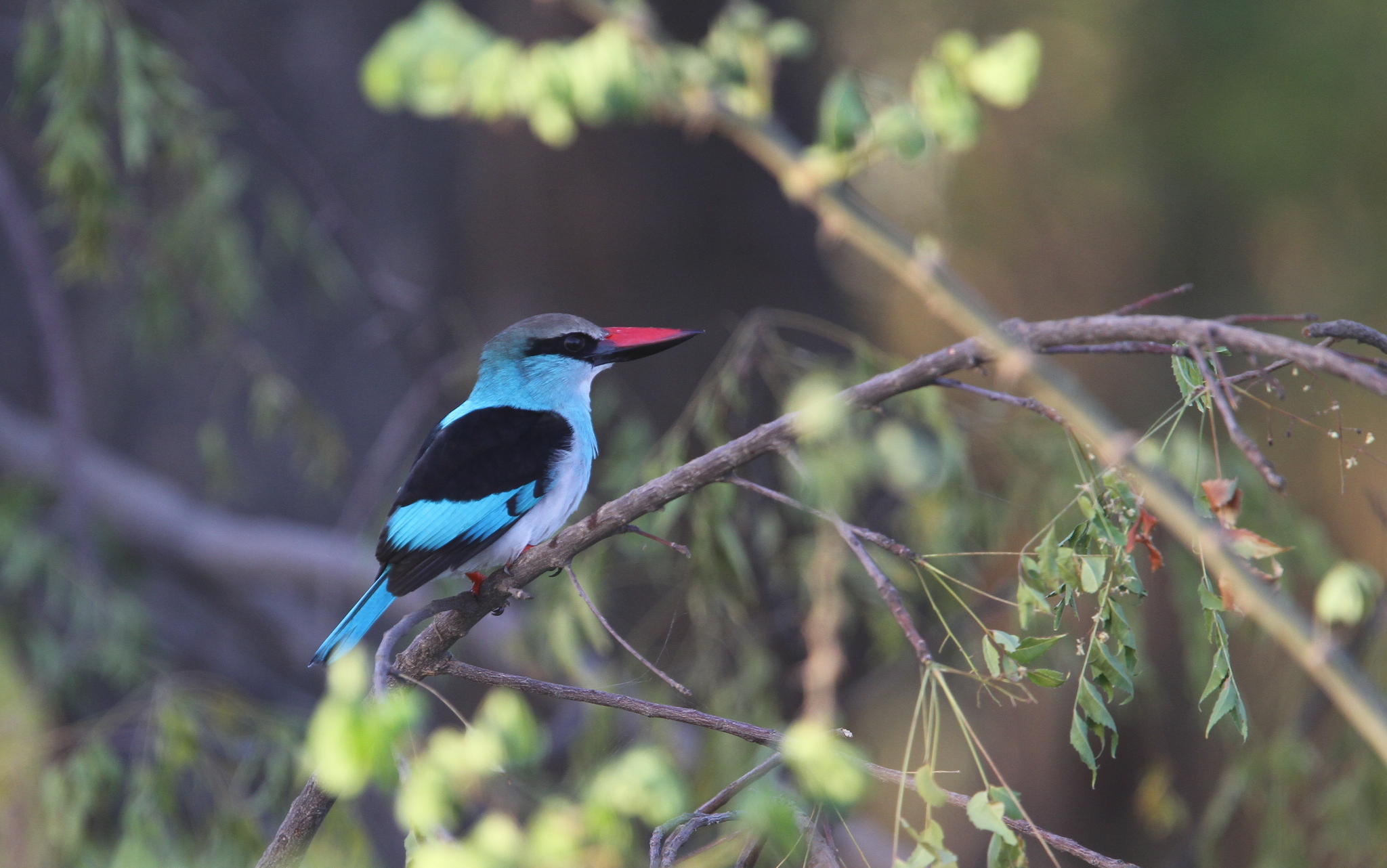 Blue-breasted Kingfisher (Halcyon malimbica)