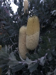 Banksia praemorsa
