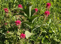 Castilleja parviflora oreopola