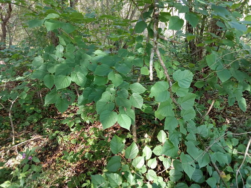 Common Lime