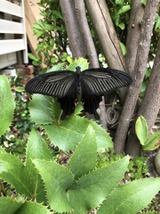 Papilio demetrius