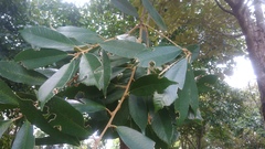 Quercus gilva