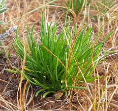 Isoetopsis graminifolia