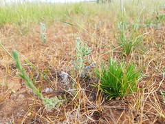 Isoetopsis graminifolia