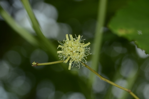 Smilax ovalifolia observed 2020-09-15