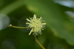 Smilax ovalifolia