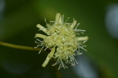 Smilax ovalifolia