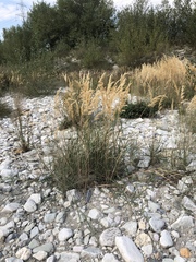 Calamagrostis pseudophragmites