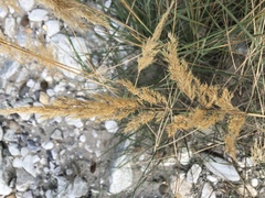 Calamagrostis pseudophragmites