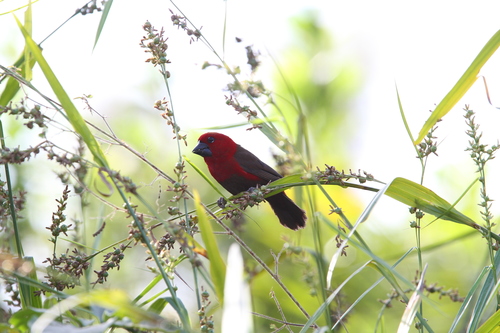 Crimson Seedcracker (Pyrenestes sanguineus), photo 2