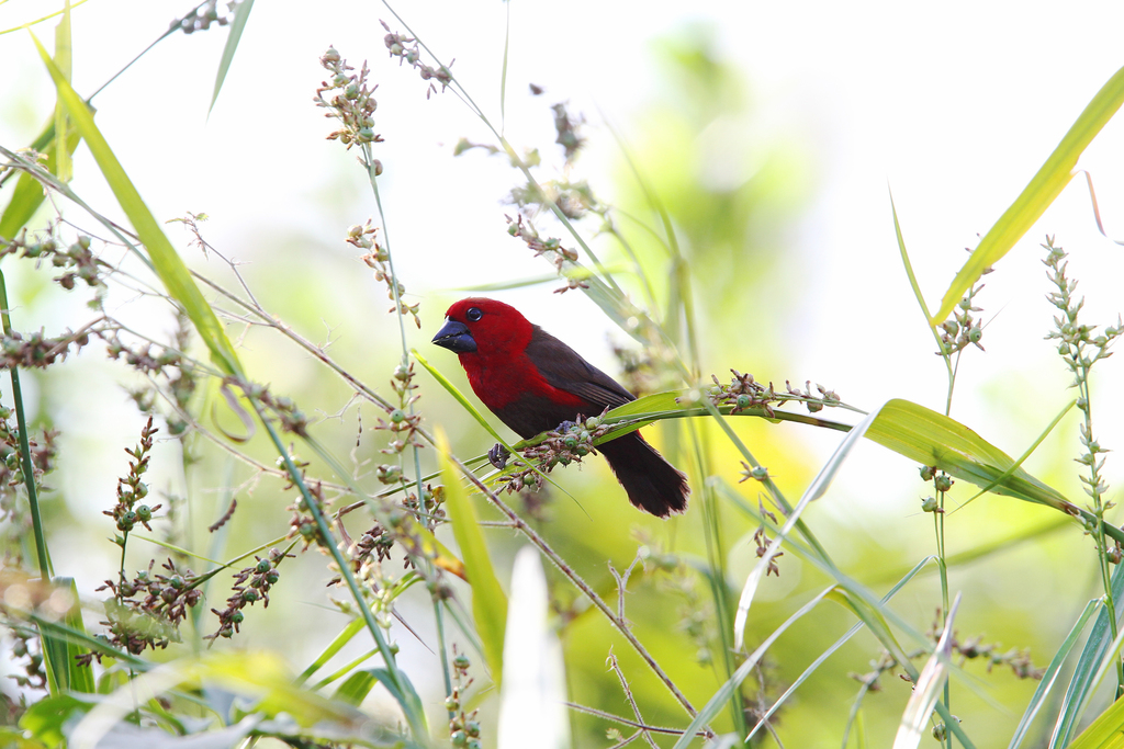 Crimson Seedcracker photo